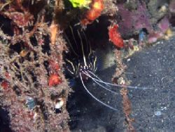 I caught this little soapfish while eating a banded shrim... by Yves Antoniazzo 